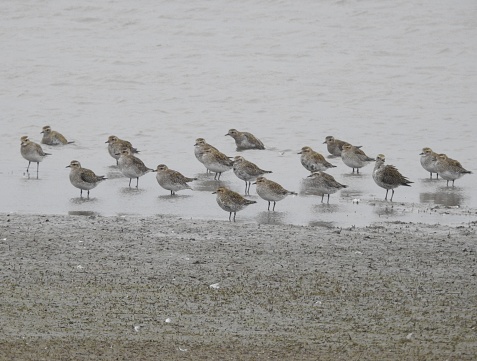 Side view of the group of birds, which are mainly facing towards the left.