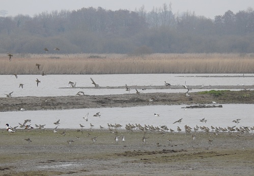 Side view of the plover on the ground, which are facing towards the left.  There are two Shelduck on the left and few other birds in the water.  There is a reedbed in the background.