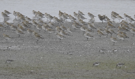 Side view  of the plover, which are facing towards the left and standing on mud at the edge of water at low tide. The Dunlin are at the lower edge of the photograph.