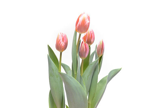 Closeup of pink tulips against a white background.