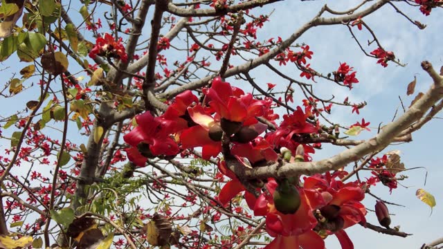 Red Bombax ceiba flowers blooming against a beautiful blue sky
