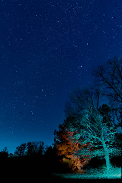 Painted Trees by the lake under the stars