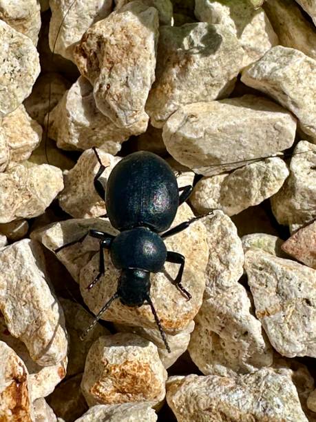 Leather ground beetle (Carabus coriaceus) Leather ground beetle (Carabus coriaceus) beetle species carabus coriaceus stock pictures, royalty-free photos & images