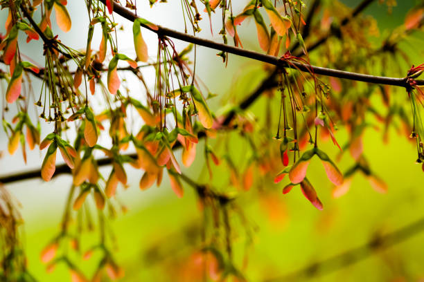 Red maple seeds in early spring