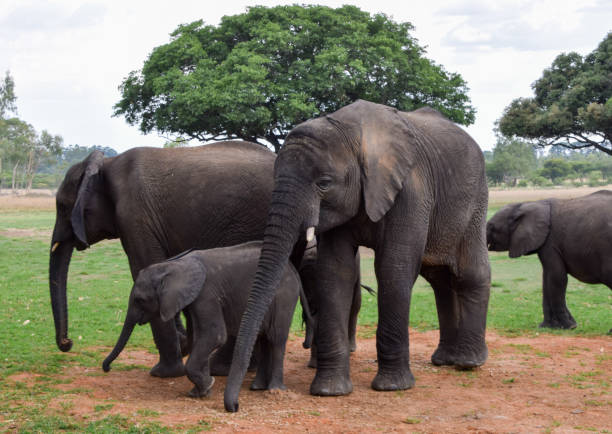 istock Young African elephants in Zimbabwe 2138533438