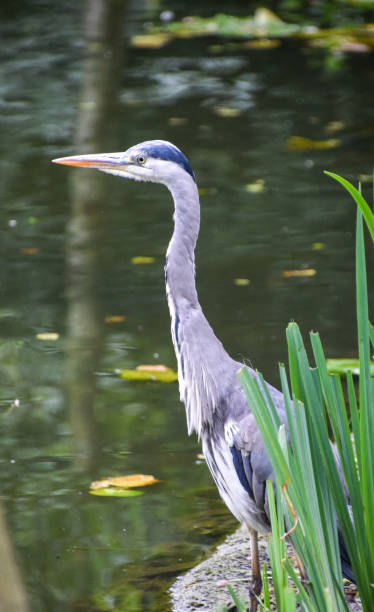 istock Grey heron hunts for fish in a pond 2138536038