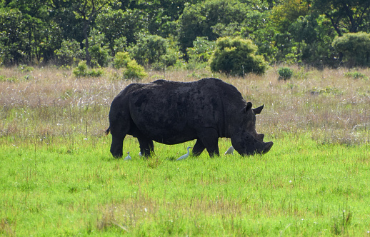 An adult white rhino in a nature reserve in Zimbabwe