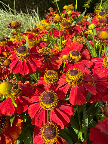A bunch of red flowers with yellow centers. The flowers are in full bloom and are very bright