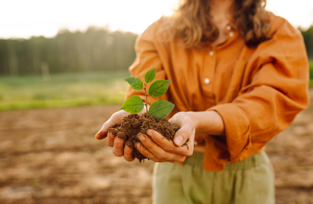 istock Human hands holding green plant 2138551444