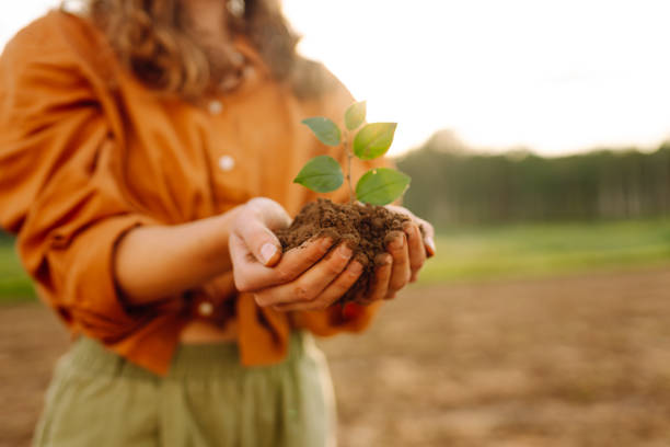 istock Human hands holding green plant 2138551445