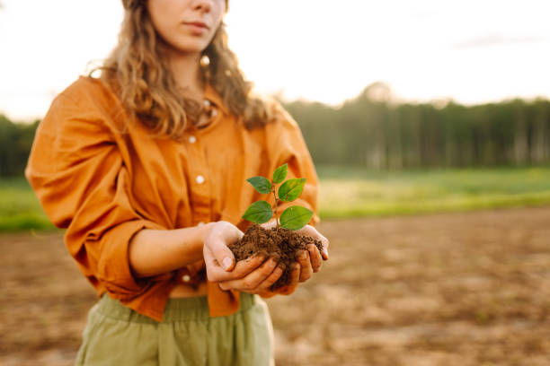 緑の植物を持つ人間の手 - holding hands teamwork gardening green ストックフォトと画像