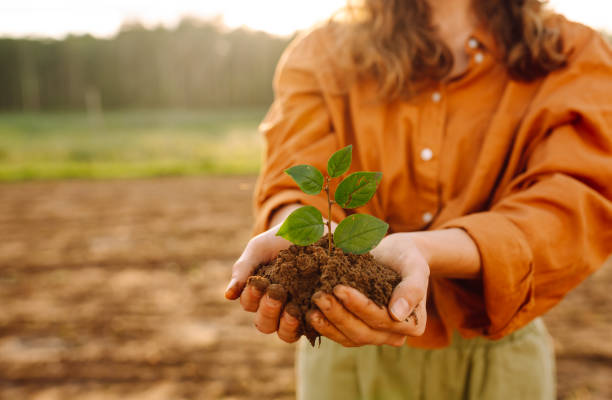 緑の植物を持つ人間の手 - holding hands teamwork gardening green ストックフォトと画像