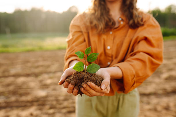 緑の植物を持つ人間の手 - holding hands teamwork gardening green ストックフォトと画像