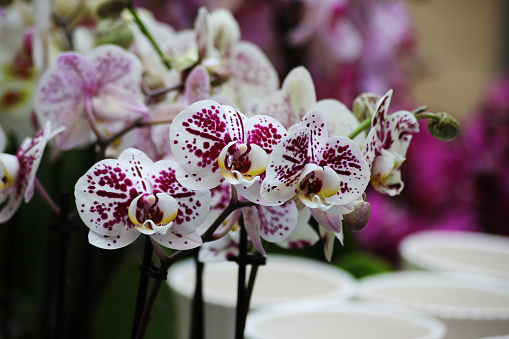 White moth orchids with purple dots