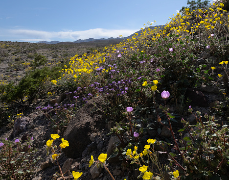 Desert Wildflowers blooming in the Anza Borrego Desert, the largest state park in California