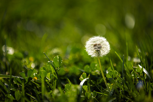 Dandelion on grass area.