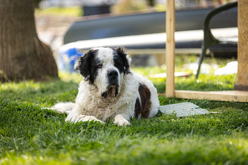 Saint Bernard dog is lying on the grass.