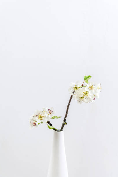 istock Apple Blossom in a Vase 2138597679