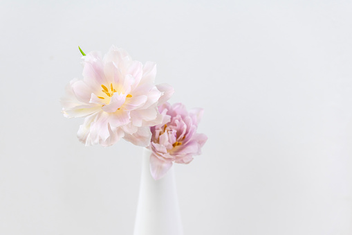 lila and white Tulips in a Vase