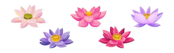 Vector illustration of Lotus Aquatic Plant with Large Showy Flower Vector Set