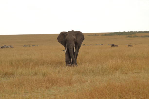 African elephant in a wide plain in Kenya