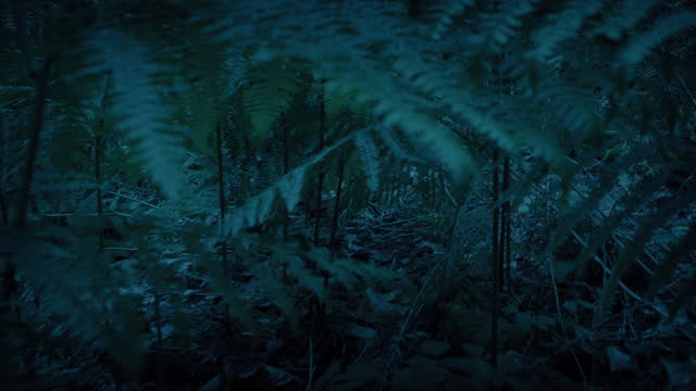 Animal POV Forest Floor Exploring In The Dark