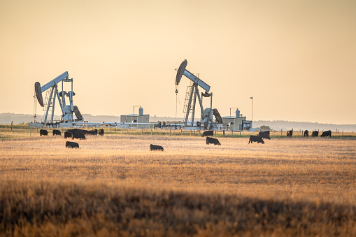 Rocky View County Alberta Canada, September 14 2023: Pair of working pump jacks on ranch land with cattle grazing under hot hazy sunset sky in Western Canada.