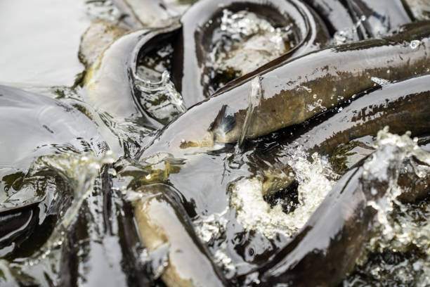 New Zealand Long fin eel gathering in stream writhing and slimy.
