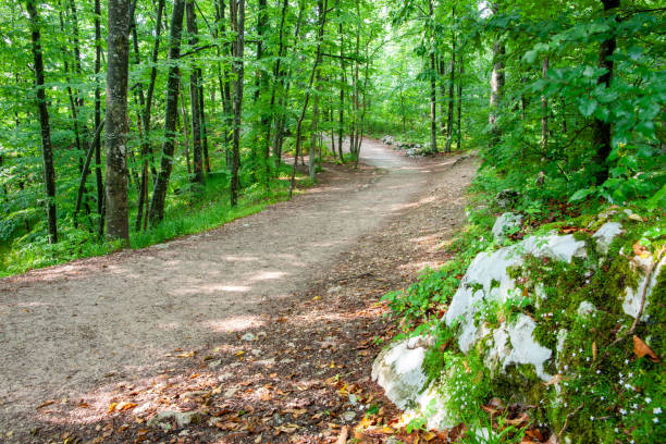 istock Path through greenery of European forest Croatia 2138686977