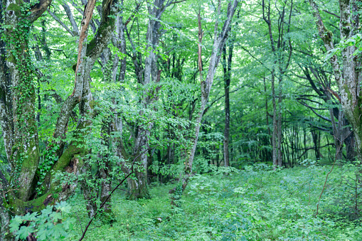 Greenery of dense undergrowth and tree canopy in European forest in Plitvice Lakes National Park Croatia.