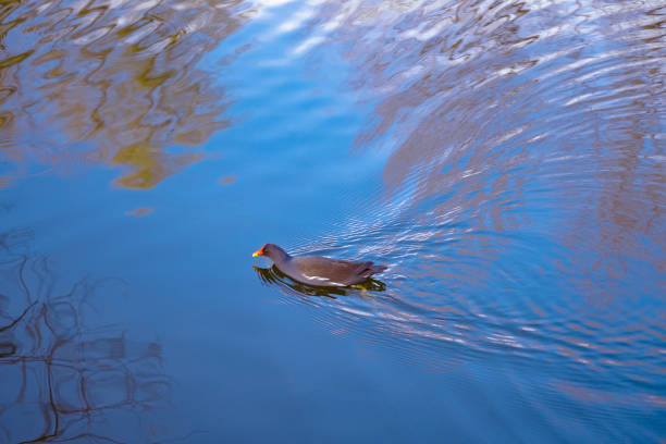 tranquil scene lake, pond with tree branches reflected in calm water, duck Gallinula chloropus swims peacefully on surface, creating sense serenity and connection with nature, satisfying