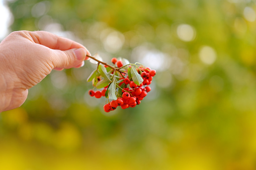 ripe red berries Pyracantha angustifolia in female hand, beautiful blurred natural landscape in background, interaction with plants, cozy autumn mood concept, nature protection, blank for designer