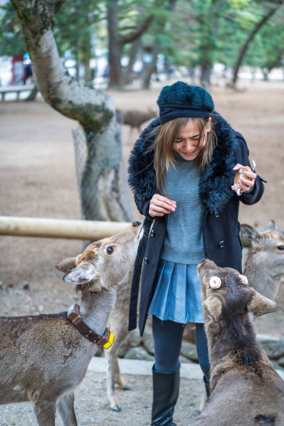 istock Woman having fun feeding dear at Nara Park 2138702645