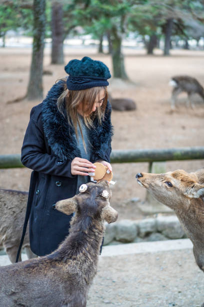 istock Woman having fun feeding dear at Nara Park 2138702650