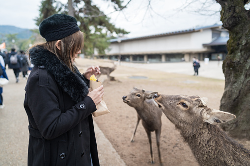 Tourist woman having fun feeding dear at Nara Park