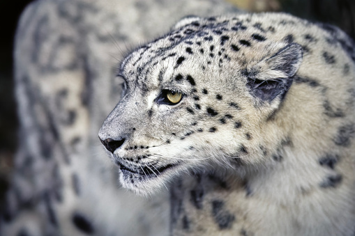 Profile of an adult female Snow Leopard