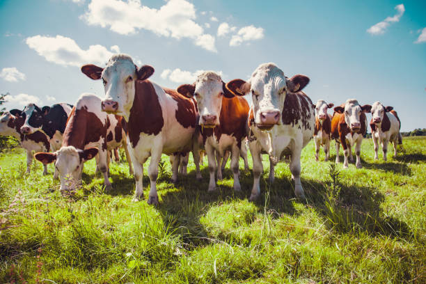 istock Group of cows in the green pasture looking 2138731061