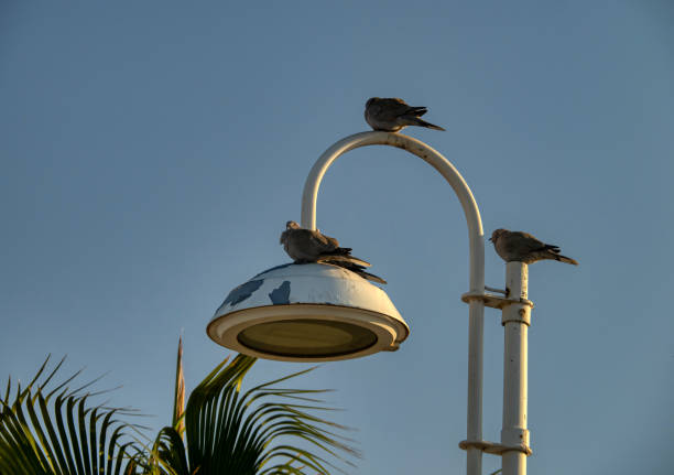 Seagull on an illuminated street light at North Shields, England