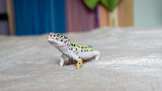 Madagascar Day Gecko on color background