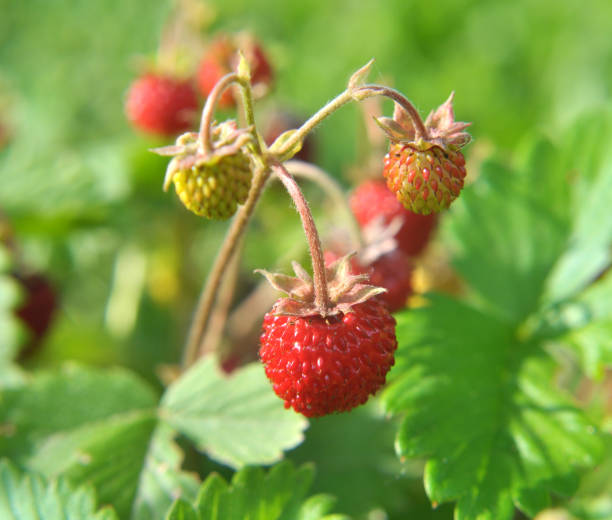 istock Ripe berries of wild strawberry. 2138739443