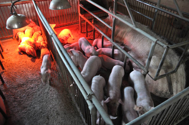 Piglets and sows in a cage with heating infrared lamps