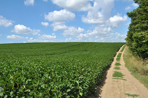 In summer, soybeans grow on the farm field