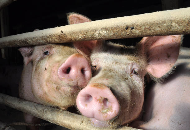 istock Raising pigs on the farm 2138741004