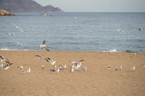beach at sunset with flocks of seagulls