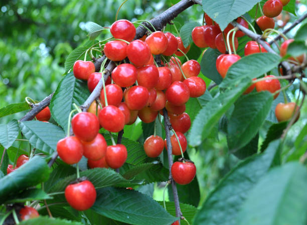 istock On a tree branch, ripe berries sweet cherry (Prunus avium) 2138743666