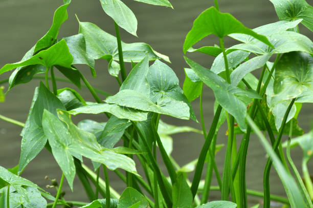 The wild aquatic plant Sagittaria sagittifolia grows in slow-flowing water