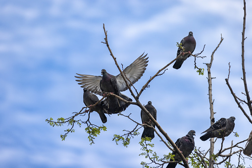 Flock of birds stands on the tree with blue sky background.