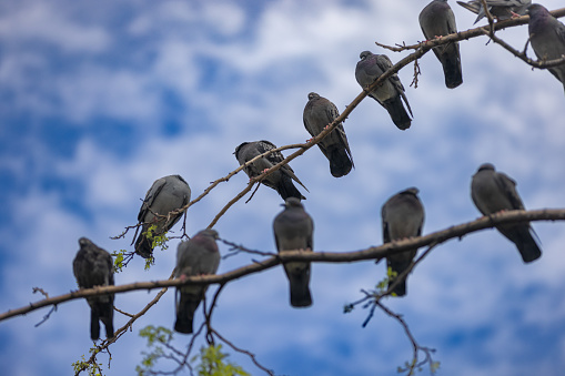 Flock of birds stands on the tree with blue sky background.