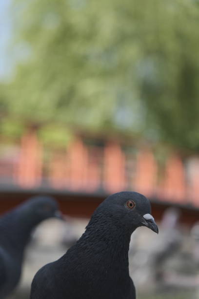 Close-up of a dove in Tokyo during a sunny afternoon.
