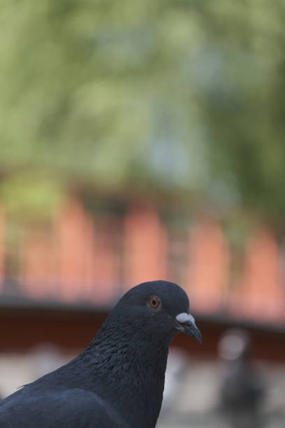 Close-up of a dove in Tokyo during a sunny afternoon.